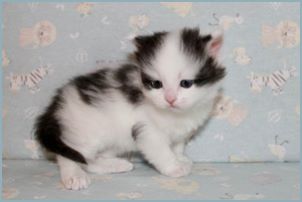 Male Siberian Kitten from Deedlebug Siberians